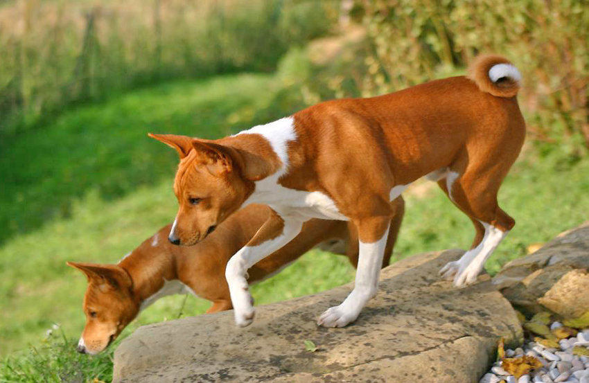 Apartment Dogs - Basenji