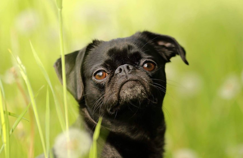 Apartment dogs - Brabant Griffon