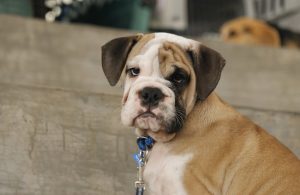 Apartment dogs - Bulldog