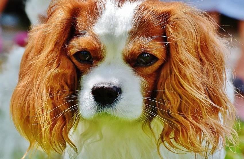 KING CHARLES SPANIEL