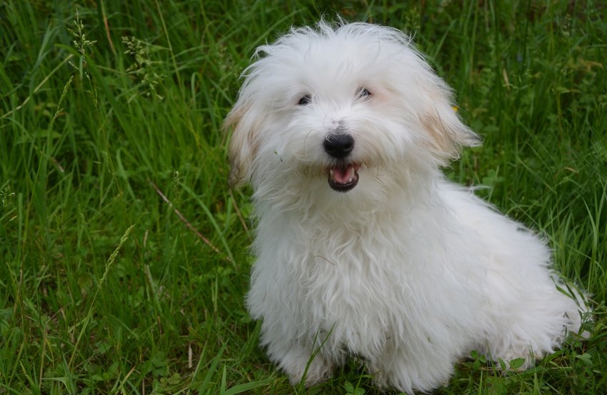  Apartment dogs- COTON DE TULEAR