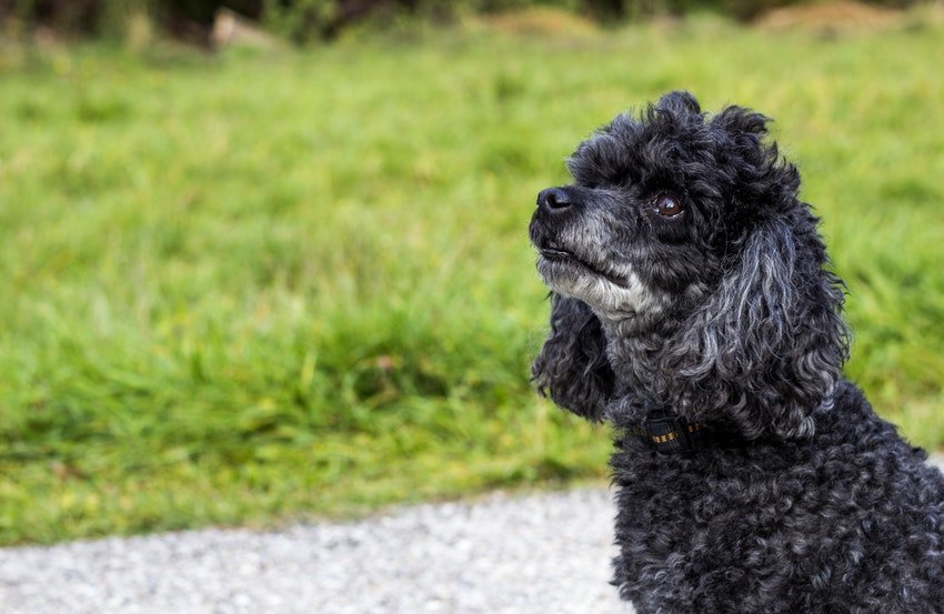 Apartment dogs - Dwarf Poodle