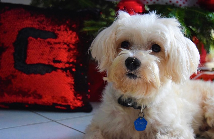 Apartment Dogs - MALTESE