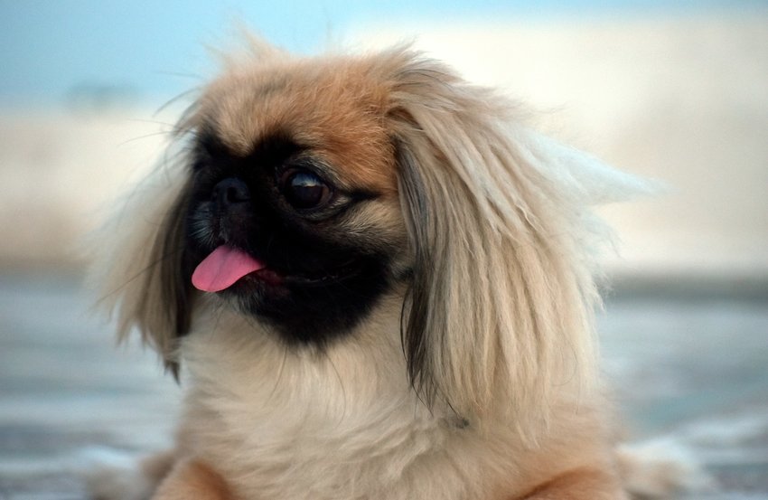 Apartment Dogs - PEKINGESE