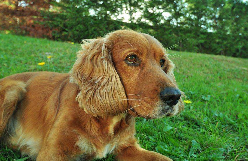 Apartment Dogs - Spaniel