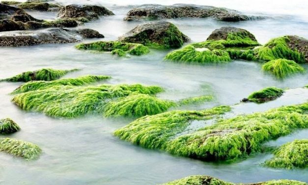 Surprising Spirulina Benefits that You Should Take Advantage of