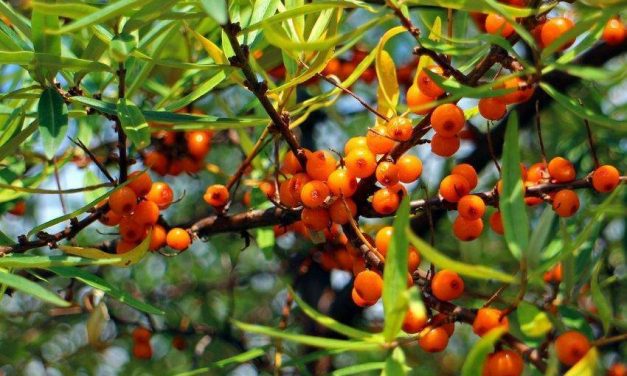 Discovering the benefits of Sea Buckthorn for good health